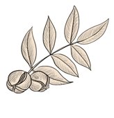 Stull Nature Reserve Logo