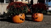 Jack o lantern with mums 