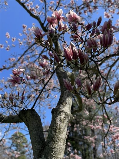Buhl Park Cherry Blossom